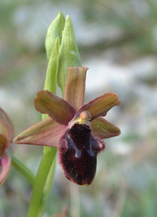 Ophrys promontorii